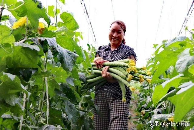 丝瓜如何种植管理才能更优质更高产？记住这6个种植管理技巧