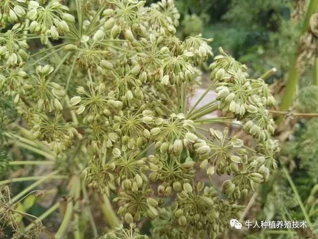 白芷的繁殖方式和栽培技术管理