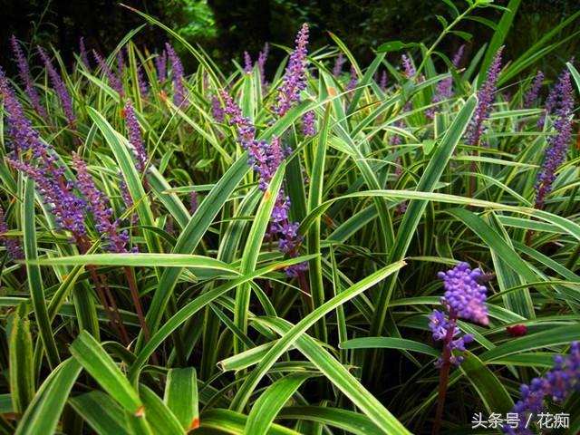 街边常见的麦冬，是中草药，还能当盆栽，好看又好养！