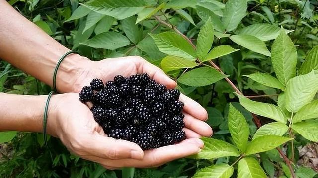 黑莓种植指南：如何在自家花园种植产量丰硕的黑莓？