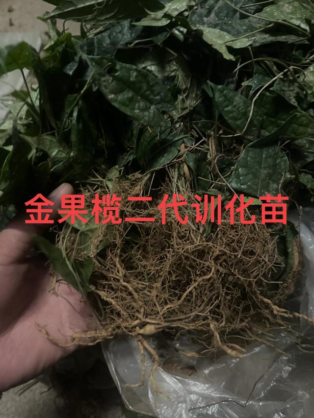 金果榄种植选地与技术