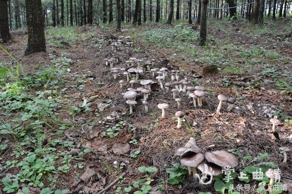 会泽推广食用菌林下仿野生种植带动林农增收