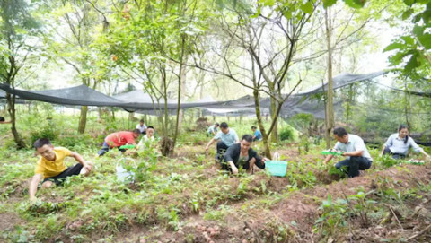 黔东南州镇远县江古镇：种植红托竹荪菌 撑起富民新希望