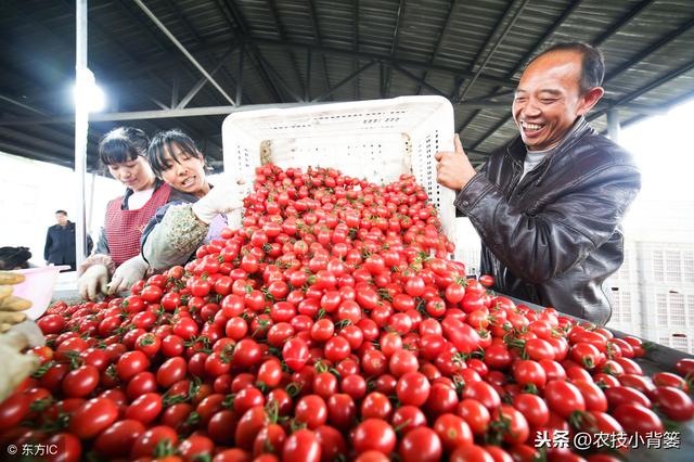 小番茄（圣女果）如何种植管理，才能增加产量、提高品质？