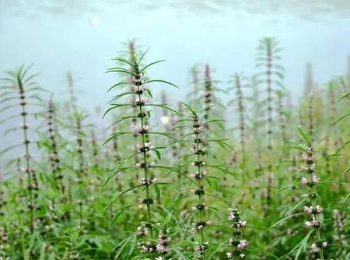 益母草栽培技术，种植技术分享，希望能够帮助你