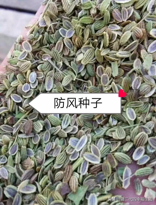 2021年种植防风是个机会