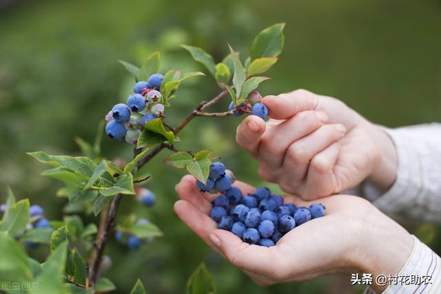 蓝莓种植前景 投资分析