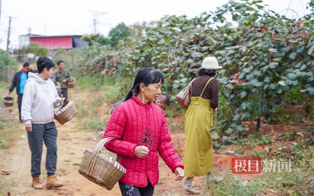 荆楚沃土孕育“奇异黄金果”，湖北猕猴桃飘香海内外唱主角