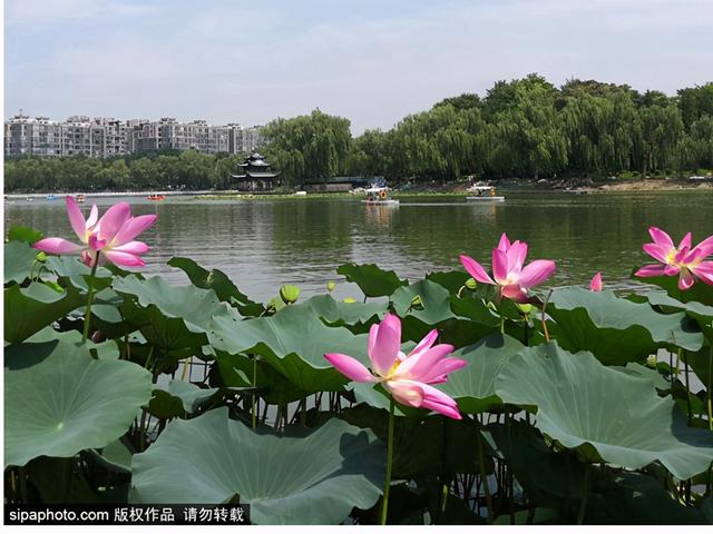 京城荷花正盛开！推荐10大观赏地，有的还免费！