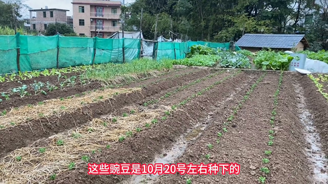 看看我种下二十天的蚕豆、何兰豆和甜豆#关注我一起学种菜