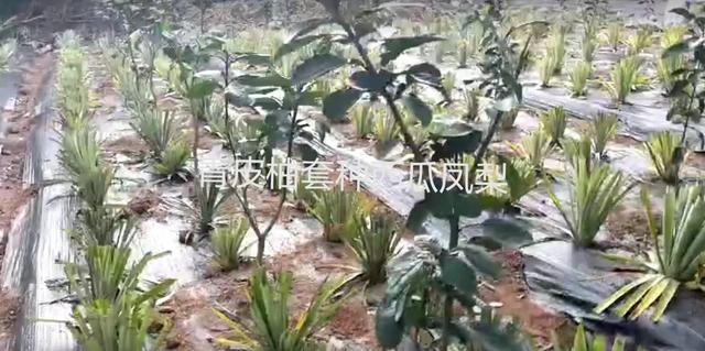 高端水果如何种植更赚钱？