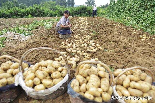 提高马铃薯产量品质的15个种植管理技巧，每个都很重要