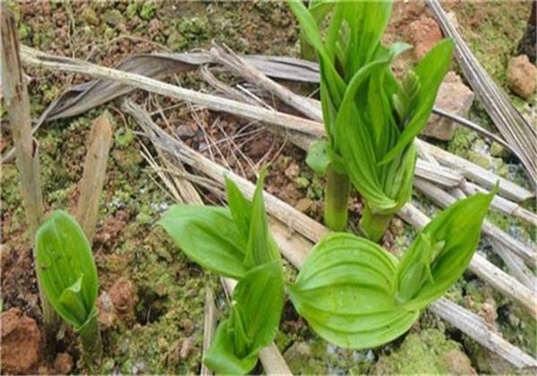 这种植物叫八角莲，你们认识吗？药用价值极大，其栽培你们知道吗