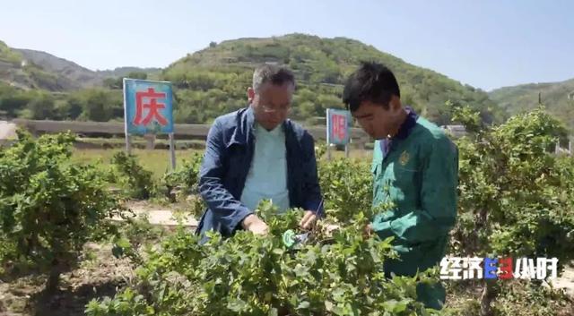 中药材掀“涨价潮”！价格翻番！返乡大学生回家“种药”，年入超40万元