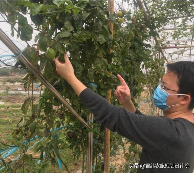 蔬菜种植项目建议书