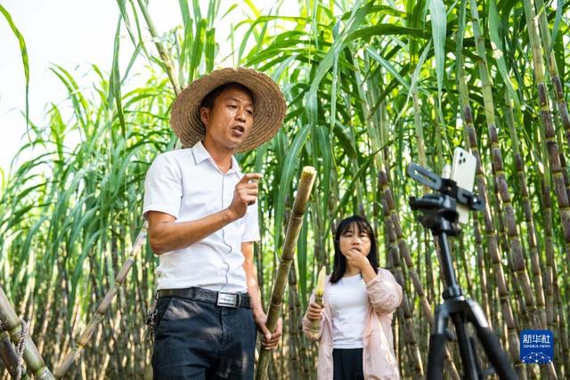 湖南南县：甘蔗收获助农增收