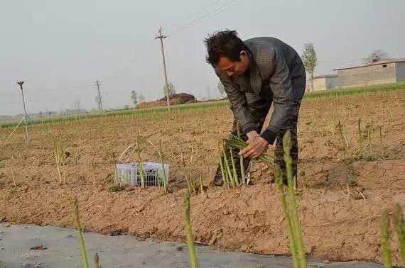 芦笋全套栽培技术来了，国宴佳肴，种植户该如何才能种植好呢？