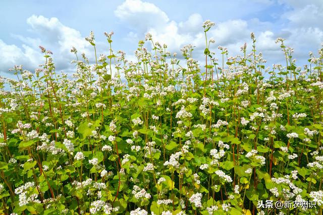 科学种植新技术新高点，荞麦高产种植技术要点，实用好文