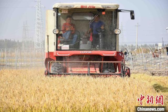 盐碱地变“粮仓”新疆岳普湖县海水稻种植获突破