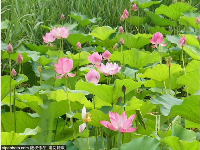 京城荷花正盛开！推荐10大观赏地，有的还免费！