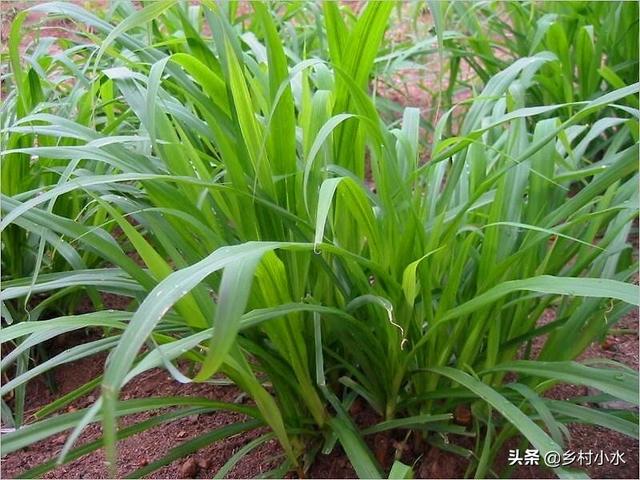 亩产10吨，种植一次可以收割10年，矮象草在我国北方能种植吗？