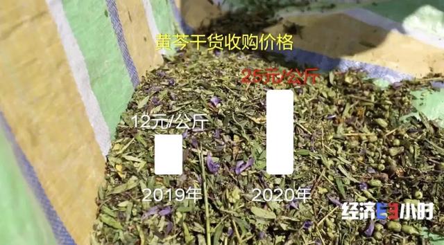 中药材掀“涨价潮”！价格翻番！返乡大学生回家“种药”，年入超40万元