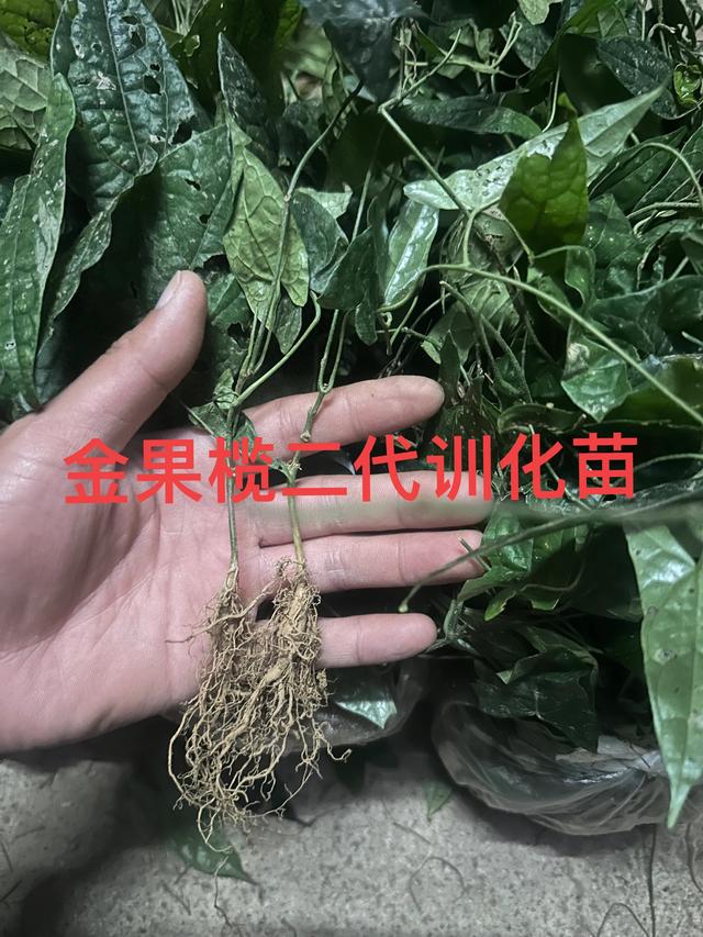 金果榄种植选地与技术