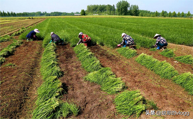 韭菜种植技巧：选好品种、科学施肥、适时灌溉、及时除草。