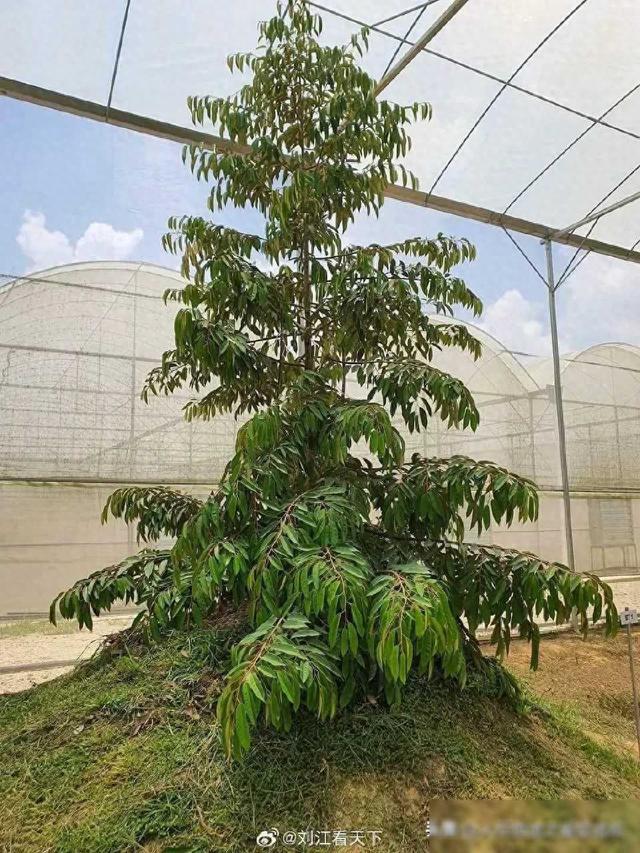 山东大棚开始种榴莲了，就问你泰国慌不慌目前山东种植的榴莲