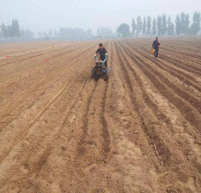 春白菜种植时间和方法，收下这份种植指南，避免不必要的损失