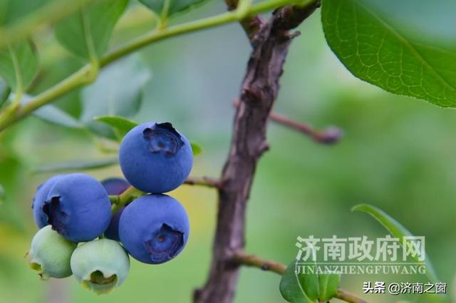 《济南人物》济南市蓝莓种植领头雁 杨松泼