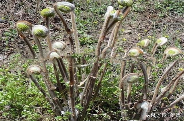 薇菜栽培技术，今天就告诉你详细技术！菜农看过来