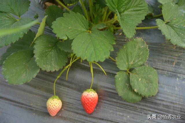 农村小伙种植大棚草莓，信心百倍犯大忌，刚上路就损失惨重