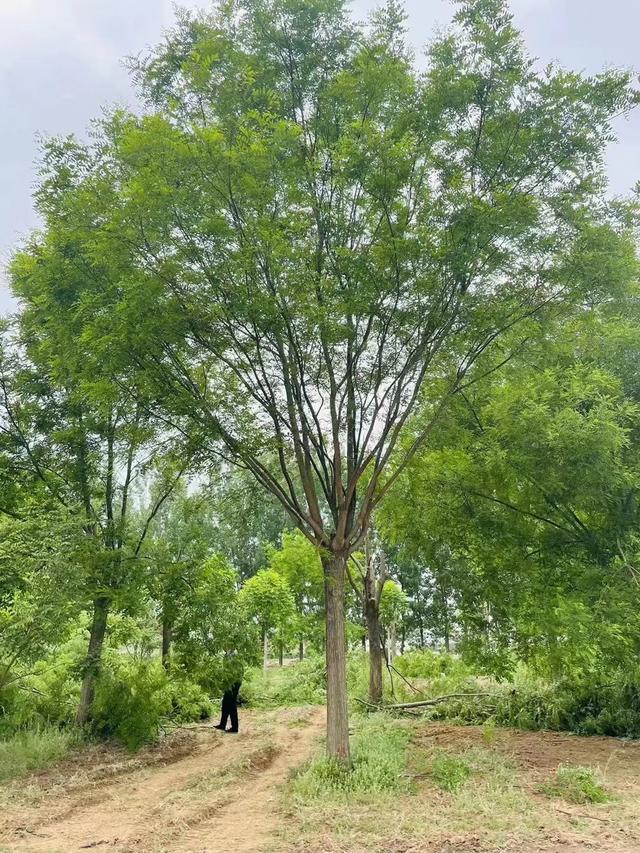 国槐树种植方案