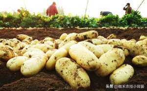 洋芋种植高产技术(想让土豆更高产，重点抓住这4点建议收藏)