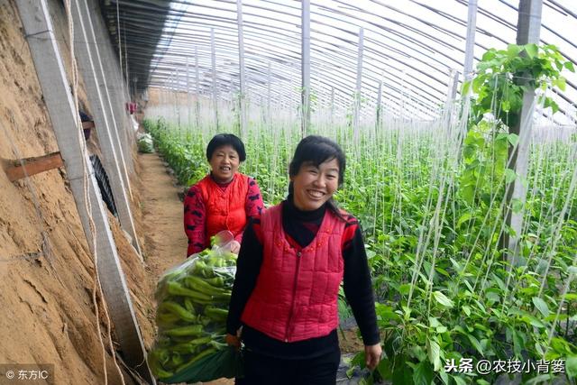 种植冬季大棚蔬菜，保温防寒、浇水控湿管理技巧！