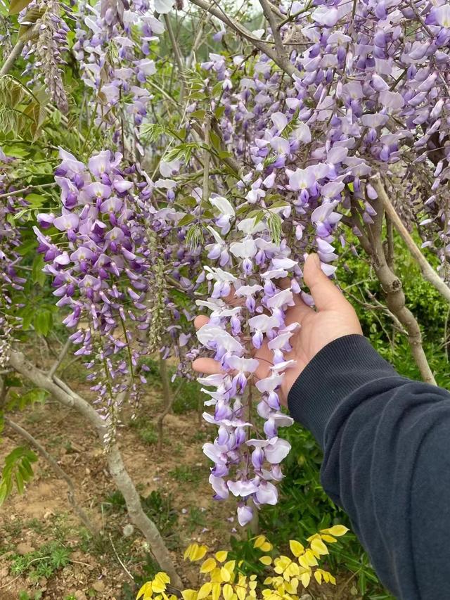 紫藤树有哪些种植注意事项？