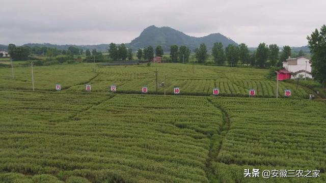 开垦10000亩山地，地租200元一亩，种植艾草几年能回本？