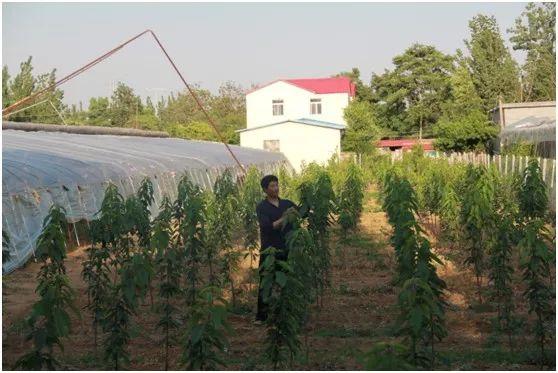 费县薛庄镇虎山前村种植大棚油桃领头雁 ——临沂优秀中级新型职业农民李文立