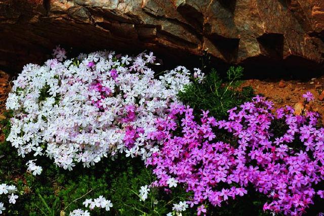 错过了日本的樱花，还有小草“芝樱”花，皮实好养“气势足”