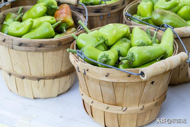 菜椒要怎么种植？出现畸形果的原因是什么？如何预防？