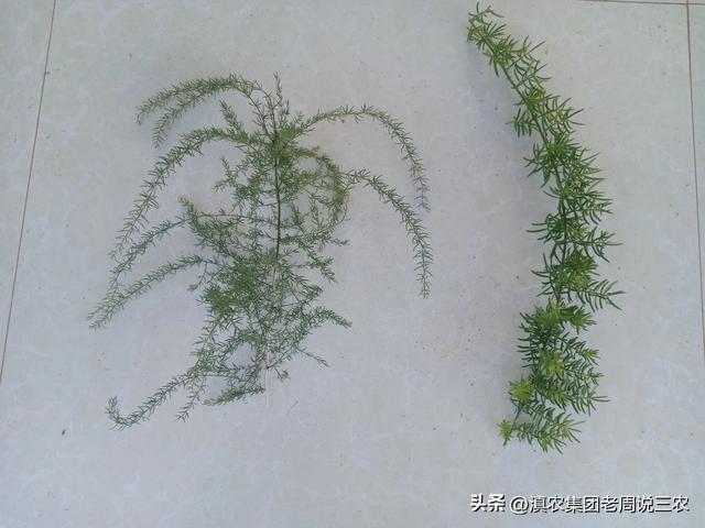 天冬种植技术、天冬种植一亩成本和利润