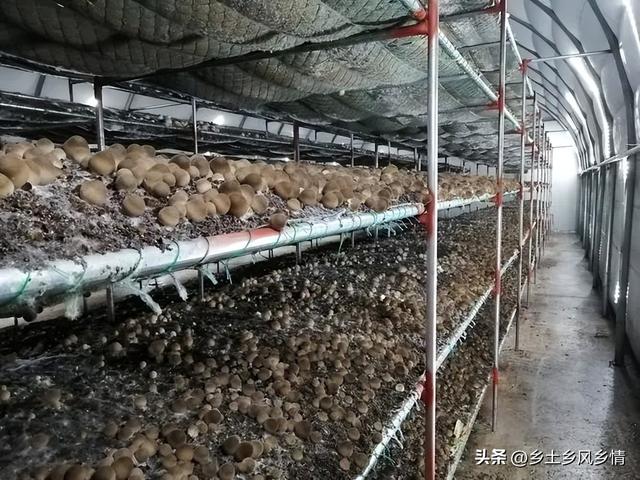 用油菜壳栽培草菇，技术简单产量高，15天采收亩收入过万元