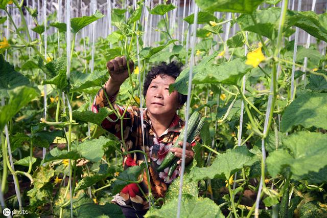 黄瓜高产种植技术规程