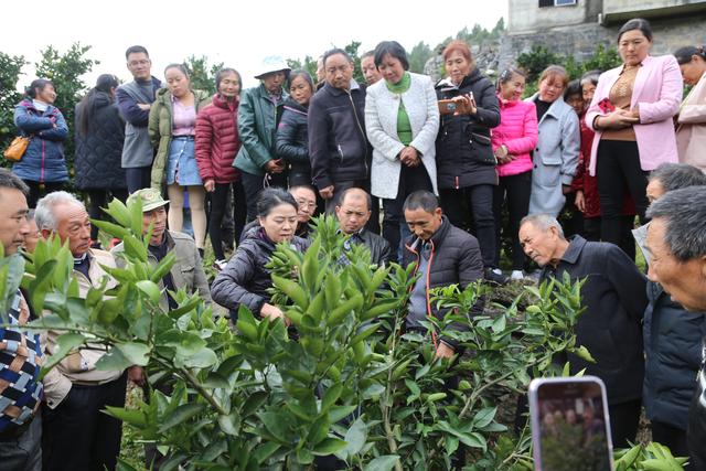 湖北巴东：培训水果致富带头人，宜昌专家：肥不是施得越多越好