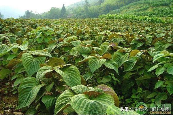 紫苏种植时间和方法