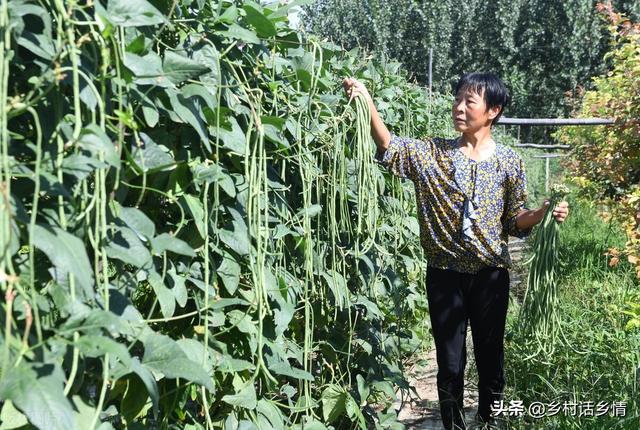 种植豆角和菜豆，先学会花前花后管理技巧，开花结荚一茬接一茬