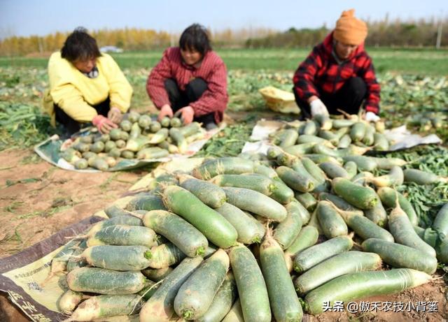 秋季萝卜种植正当时，萝卜这样种植个头大、产量高，不烂根不糠心