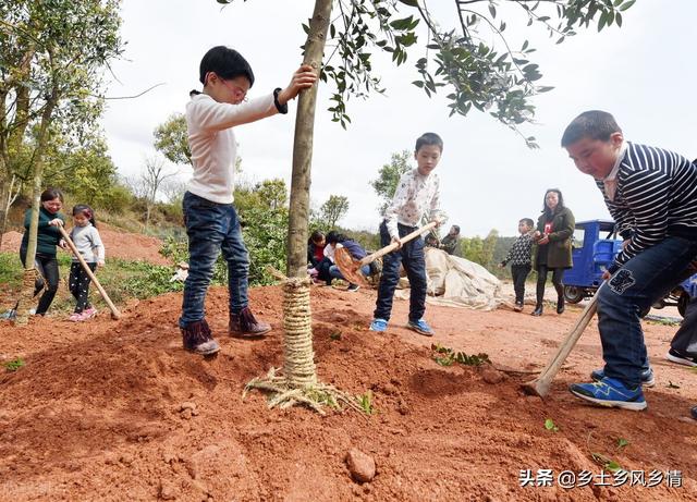 植树时埋土应该怎么做？记住口诀“三二一一”，根根树都能成活