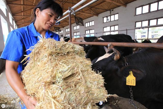 青贮玉米的种植要点及在奶牛生产中的应用